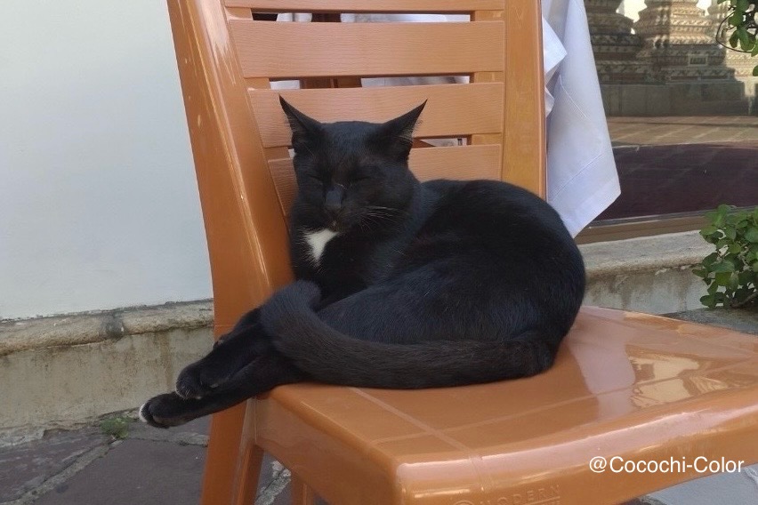 ワットポーの境内で日向ぼっこをしながら眠る黒猫。穏やかな時間を感じる一枚。
A black cat peacefully napping on a chair in Wat Pho temple grounds — calm and serene atmosphere.