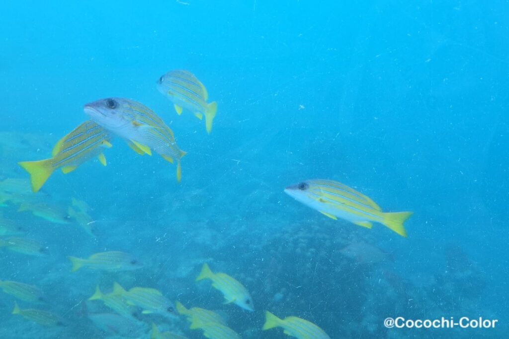 コンラッドモルディブで海中で食事を楽しめるレストラン「Ithaa」